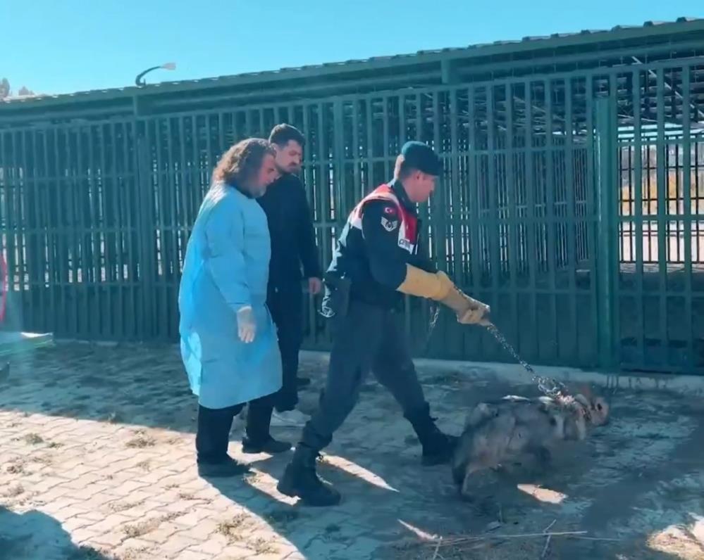 Van’da kurdu zincire bağlayan şahsa 81 bin TL ceza kesildi!