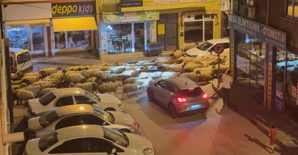 Tokat’ta asırlık göç şöleni: Sürüler şehirde, dronlar havada!