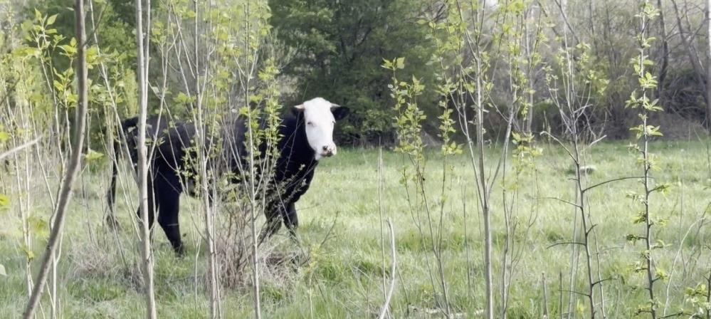 Kezban ninenin firari düvesini dron buldu