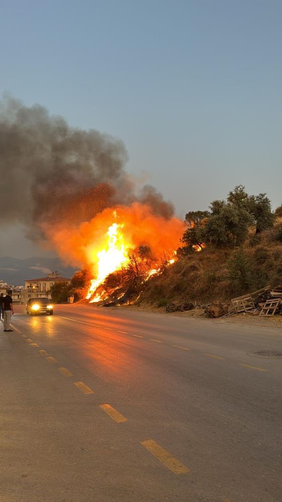 Muğla, Milas'ta düğün konvoyundan atılan meşale yangına neden oldu!