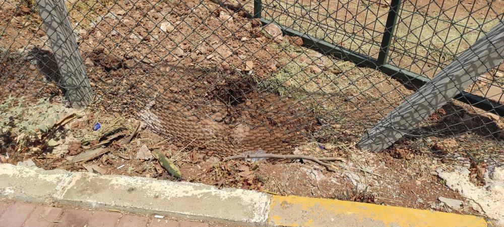 Başıboş köpekler dehşet saçtı! Koruma altındaki ceylanı parçaladılar