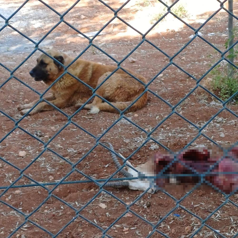 Başıboş köpekler dehşet saçtı! Koruma altındaki ceylanı parçaladılar