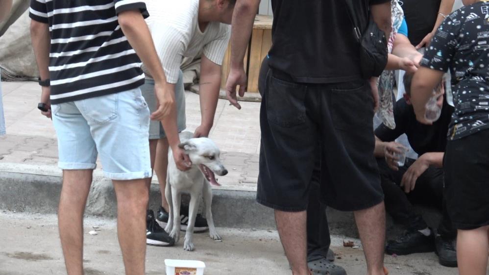 Antalya'da bir binada çıkan yangında mahsur kalan köpek kurtarıldı
