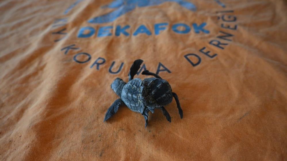 Ender rastlanan olay: Siyam ikizi Caretta caretta yavrusu bulundu